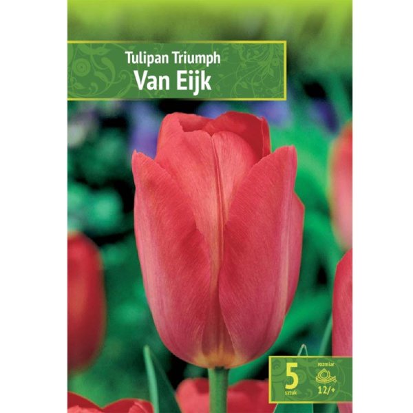 Tulpan ’Van Eijk’