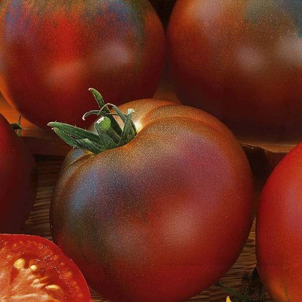 Tomaatti 'Brunito' H