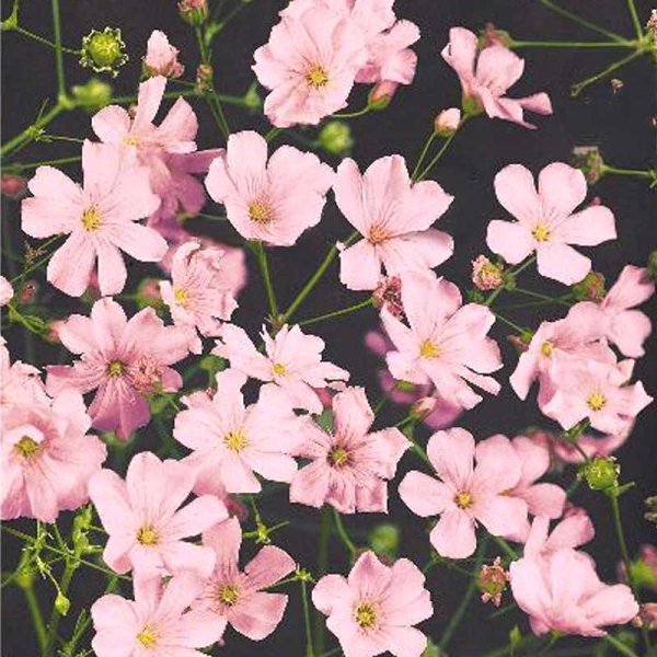 Yksivuotinen morsiuskukka 'Rosea'