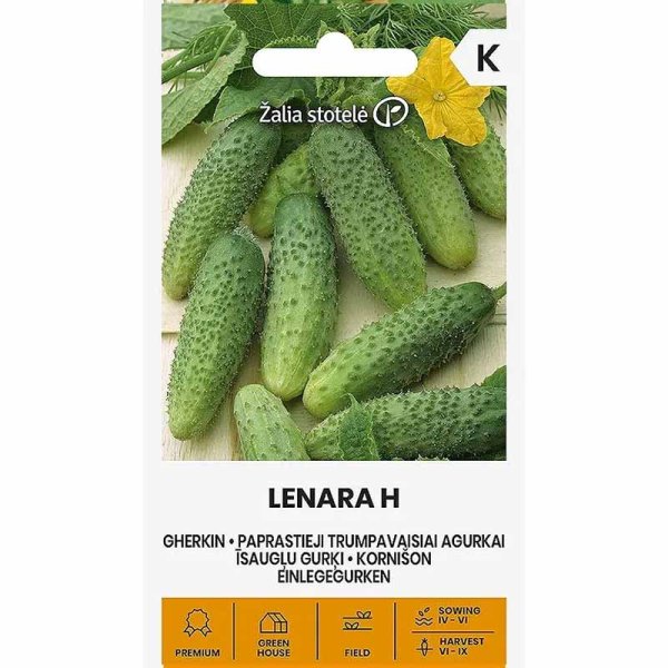 Avomaankurkku 'Lenara' F1