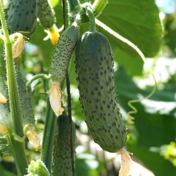 Avomaankurkku 'Lenara' F1