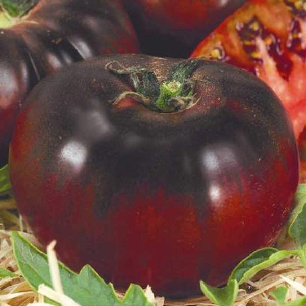 Tomaatti 'Black prince'