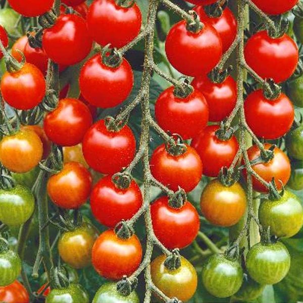 Tomaatti 'Gardeners Delight'