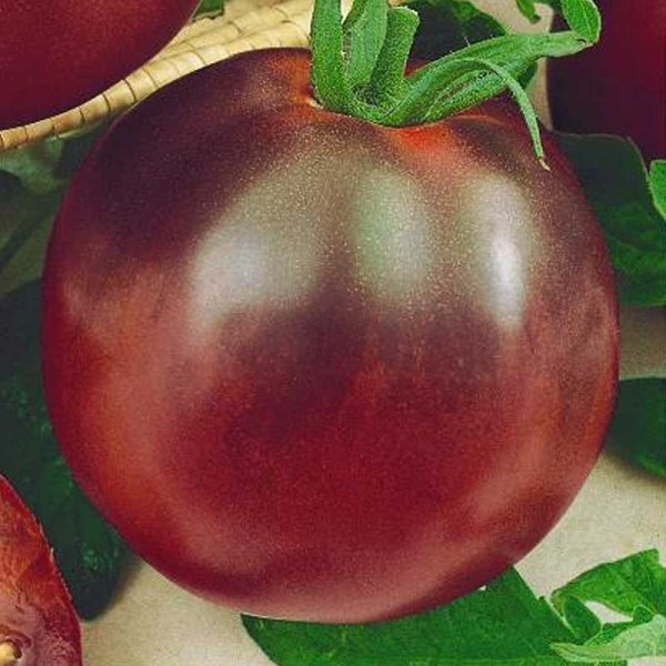 Tomaatti 'Nerondo' H