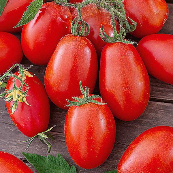 Kirsikkatomaatti 'Nestor' H