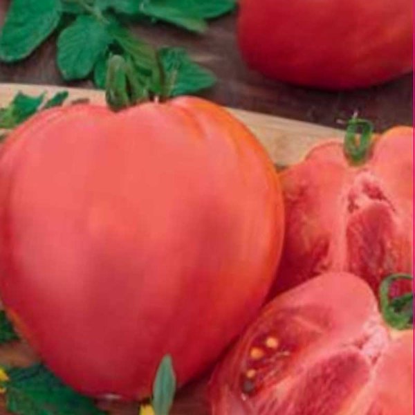 Tomato Plommontomat 'Herodes'