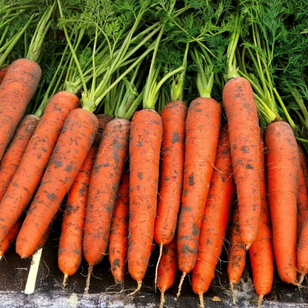 Carrot 'Amsterdam 2'