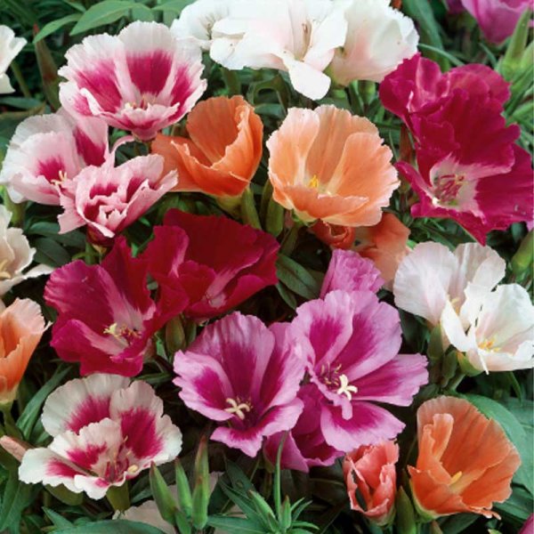 Kukonkukka 'Monarch'