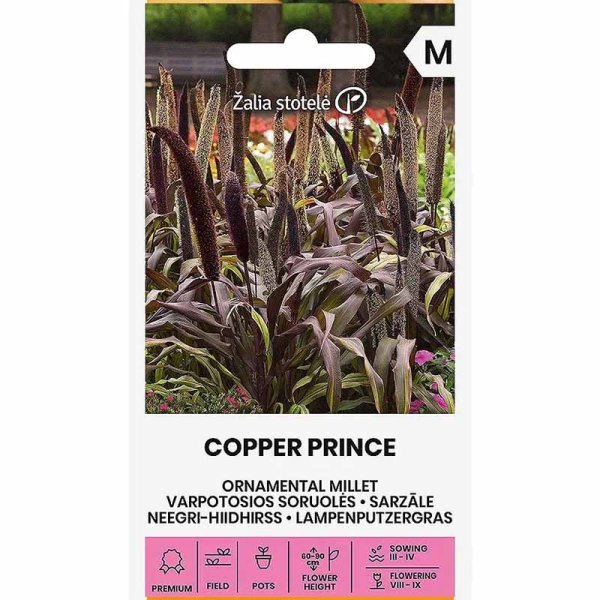 Helmihirssi 'Copper Prince' h