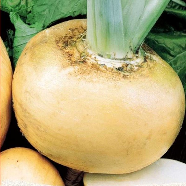 Nauris 'Jaune Boule D'or'