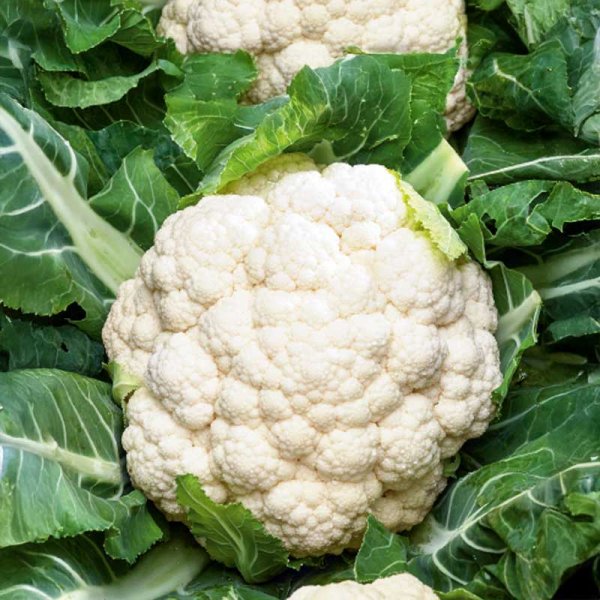 Kukkakaali 'Skywalker'