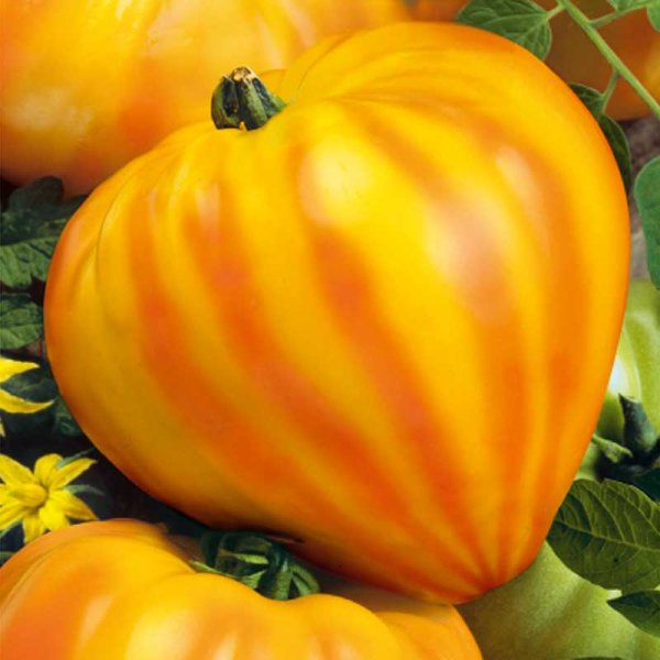 Tomaatti 'Gourmansun' h