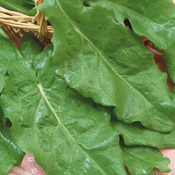 Niittysuolaheinä 'Belleville'