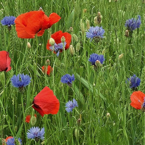 Flower Mix 'Red & blue'