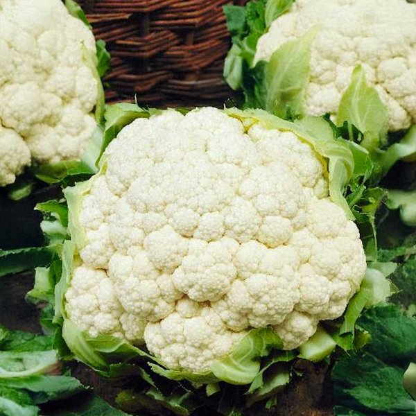 Kukkakaali 'Sunergy' H