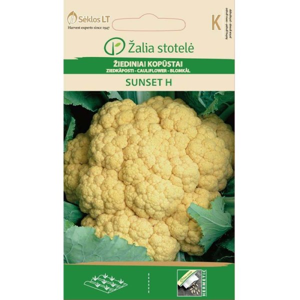 Kukkakaali 'Sunset' H