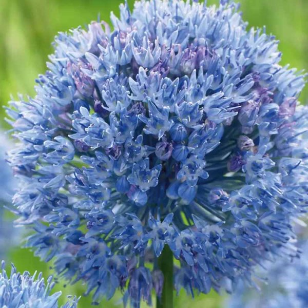 Sininen 'Azurilaukka'