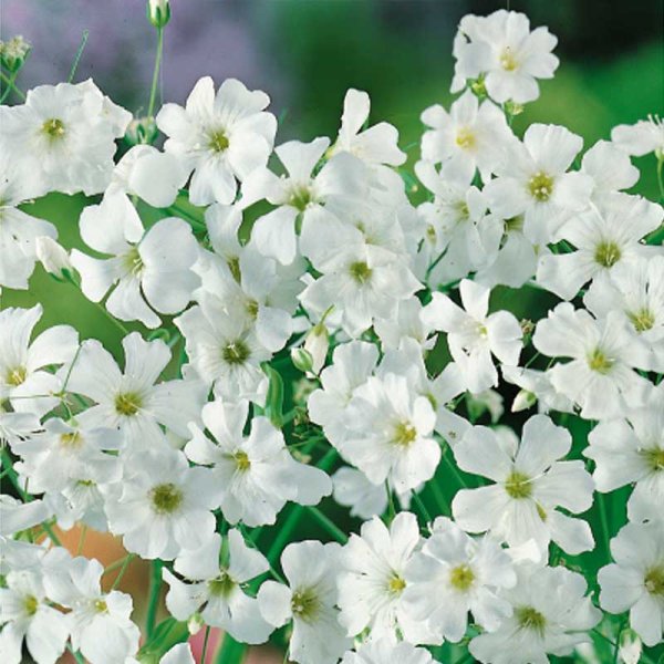 Morsiusleinikki 'Covent Garden Market'