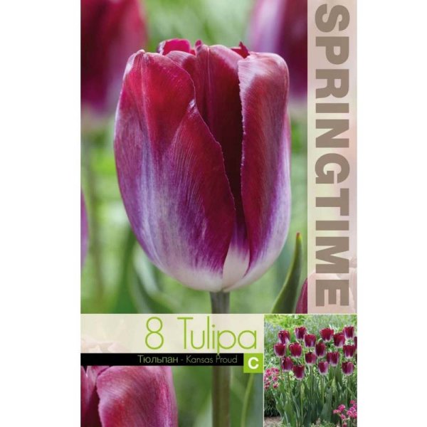 Tulpan ’Kansas Proud’