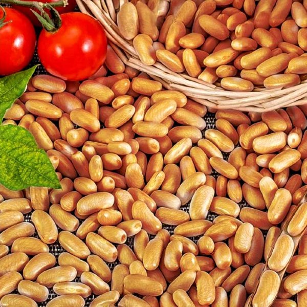 Kuivapapu 'Brown dutch'