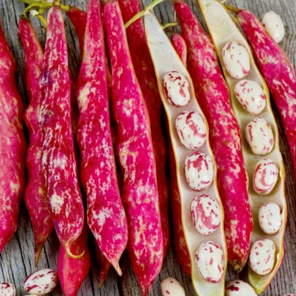 Kuivapapu 'Coco Nain Rose D´Eyrague'