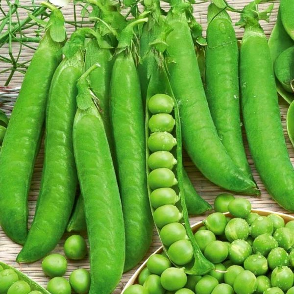 Silpoydinherne 'Talbot'