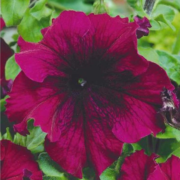 Tuoksupetunia 'Touha h burgundy'