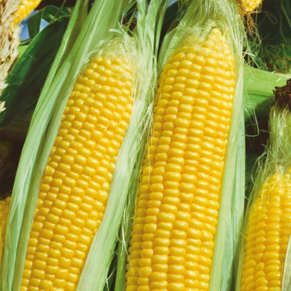 Sokerimaissi 'Golden Bantam'