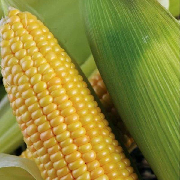 Maissi 'Zlota Karlowa'