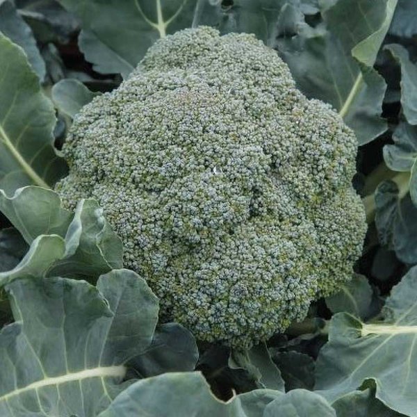 Parsakaali 'Sebastian'