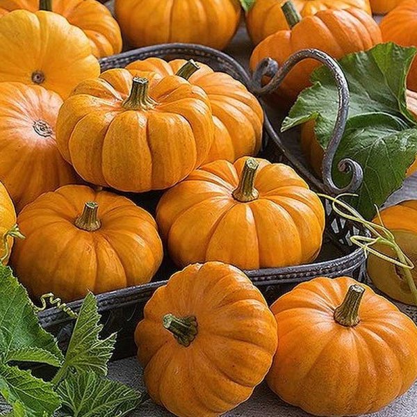 Koristekurpitsa 'Jack Be Little'