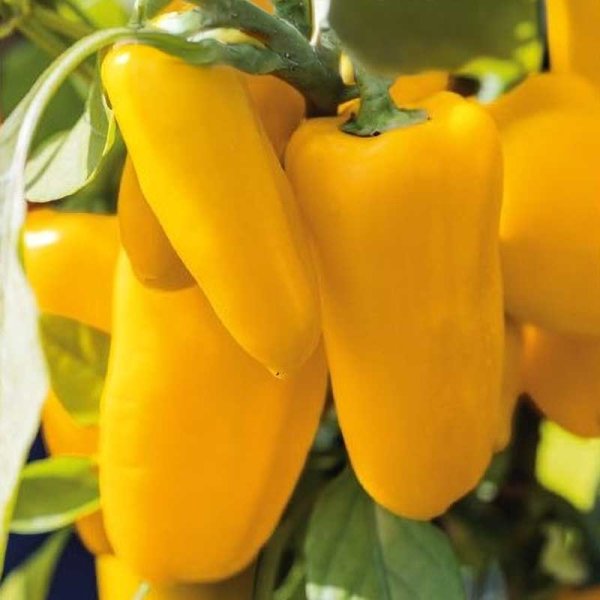 Tomato 'Lemon dream'