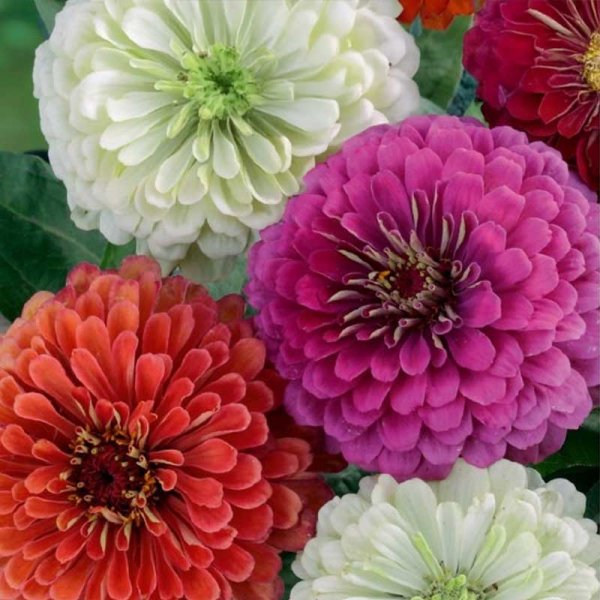 Zinnia 'California giants'