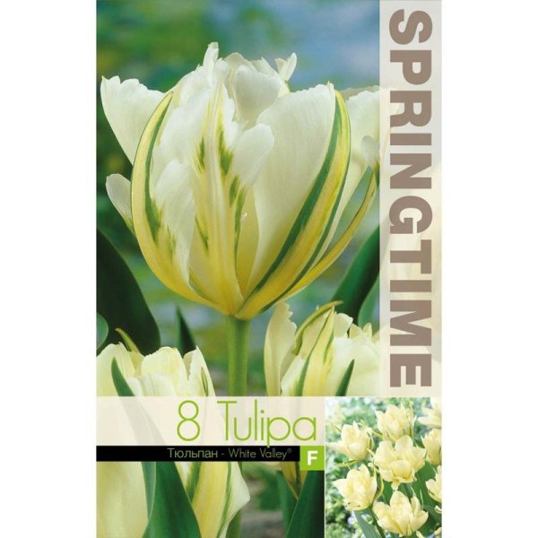 Tulpan ’White Valley’