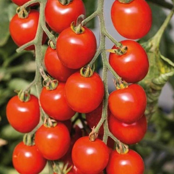 Tomaatti 'Consuelo' H