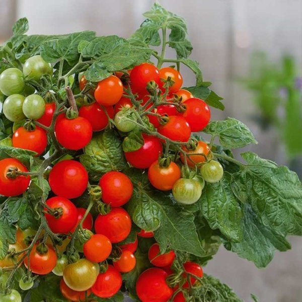 Tomaatti 'Veranda red' H