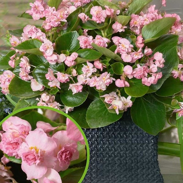 Begonia 'FlowerBall' H Pinkki