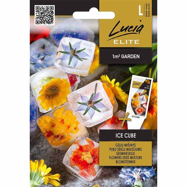 Kukkaseos 'Ice Cube'