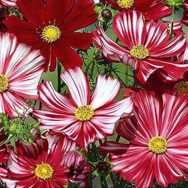 Kosmoskukka 'Velouette'