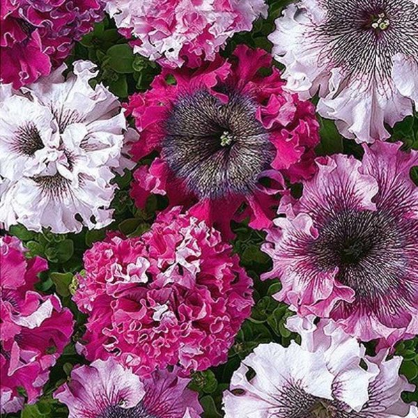 Petunia 'Grandiflora Cernys Triumph'