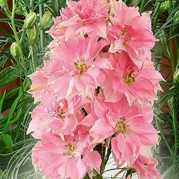 Ritarinkannus 'Rose Queen'