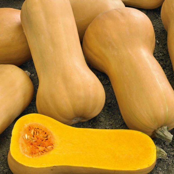 Myskikurpitsa 'Waltham Butternut'