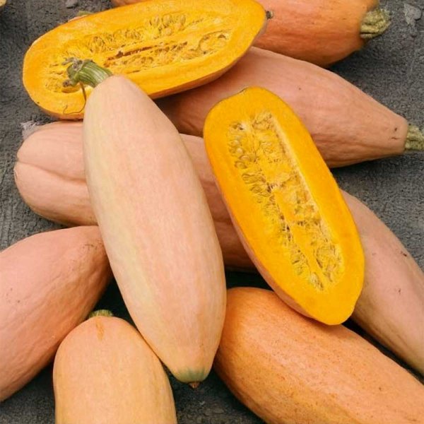 Jättikurpitsa 'Pink banana jumbo'