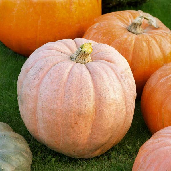 Jättikurpitsa 'Pacific giant'