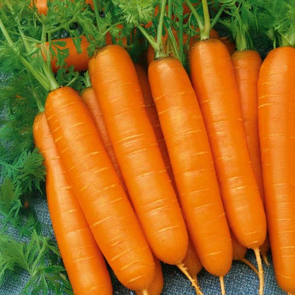 Carrot 'Favorit'