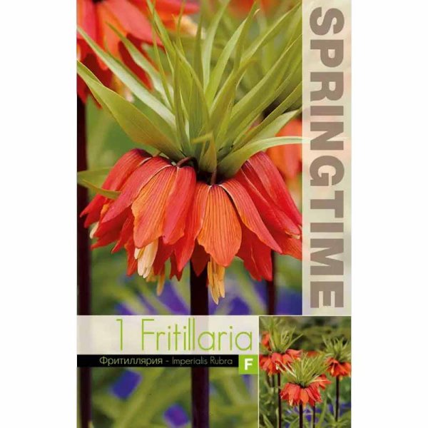 Punainen keisarinpikarililja 'Rubra'