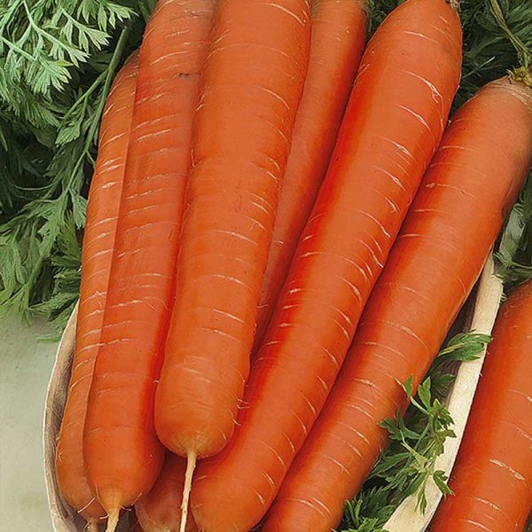 Porkkana 'Karotina'