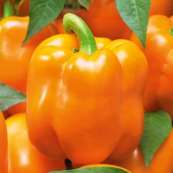Paprika 'Clementine' H