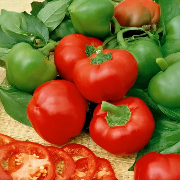 Paprika 'Topepo Rosso'