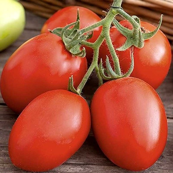 Tomaatti 'Zucchello' H